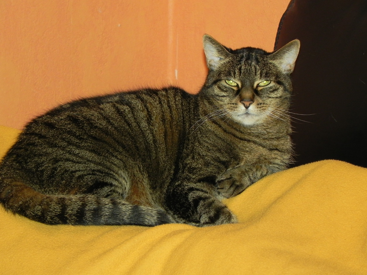 FELIX 042012 001